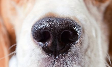 Rhinitis & Sinusitis in Dogs