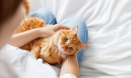 How to Give Your Cat a Physical Exam at Home