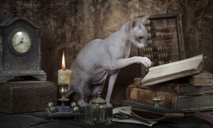 Cats May Possess a Primitive Understanding of Physics