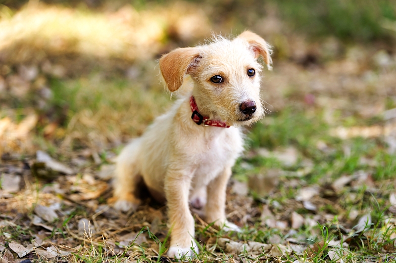 Muscular Dystrophy in Dogs & Cats