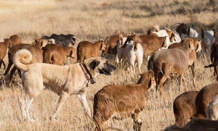 Dogs in Namibia Saving Wild Cats