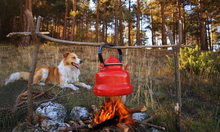 Dog Camping: Gear & Tips