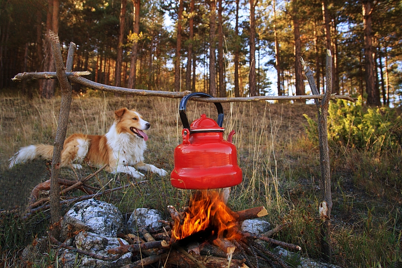Dog Camping: Gear & Tips