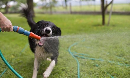 Help Your Dog Keep Cool During Hot Summer Days