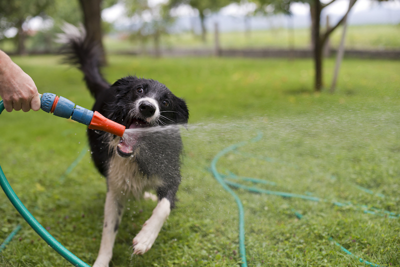 Help Your Dog Keep Cool During Hot Summer Days