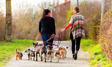 Top 10 Rules of Being a Pet Sitter