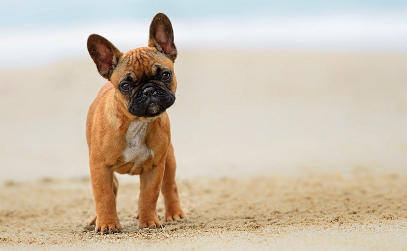 7 Reasons to Own a French Bulldog
