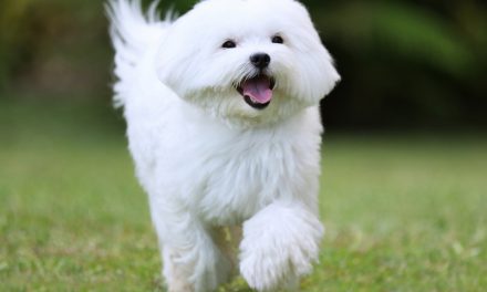 Facts About Maltese Dogs
