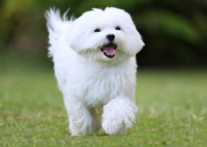 Facts About Maltese Dogs