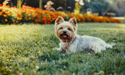 Yorkshire Terrier Facts
