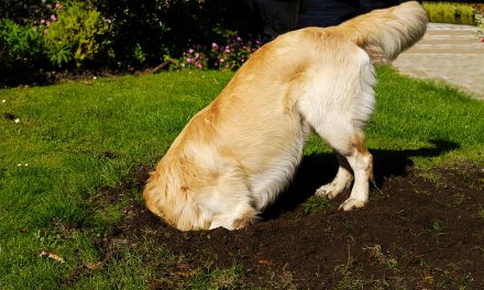 How to Get Dogs to Stop Digging