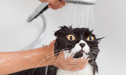Why Do Cats Dislike Water?
