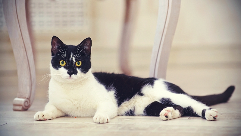 Why Do Cats Flick Their Tails?