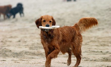 Top 5 Dog Parks in the US