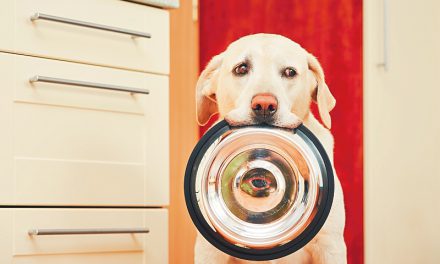 How Often Should You Feed Your Dog?