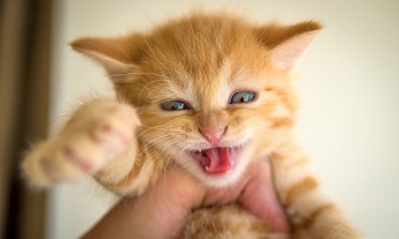 How to Stop a Kitten from Biting?