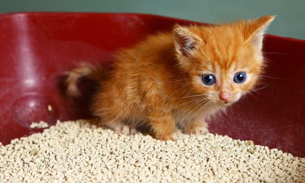 How to Stop a Kitten from Eating Cat Litter?