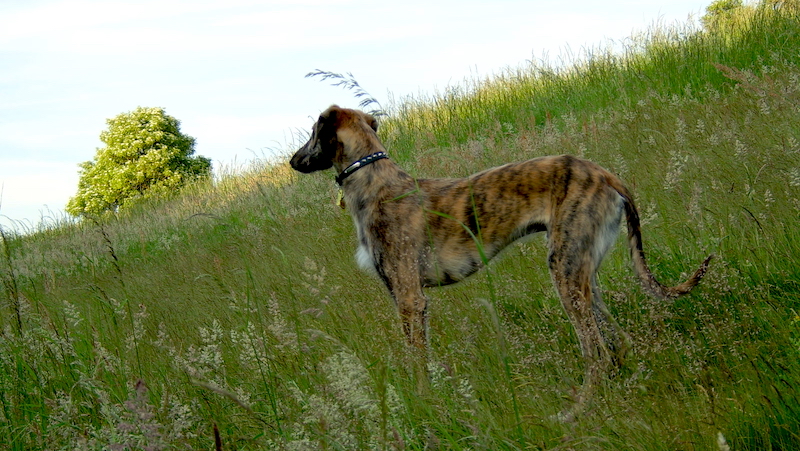 What Are Lurcher Dog Breeds?