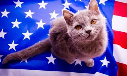 Patriotic Pet Cats