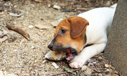 How to Stop a Dog from Eating Rocks