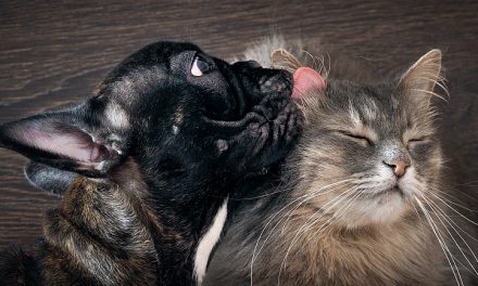 How to Stop Your Dog from Chasing Cats?