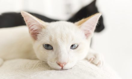 Cat Behavior Expert: What Do Cats Think of Us?