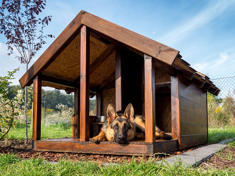 Picking the Right Dog House