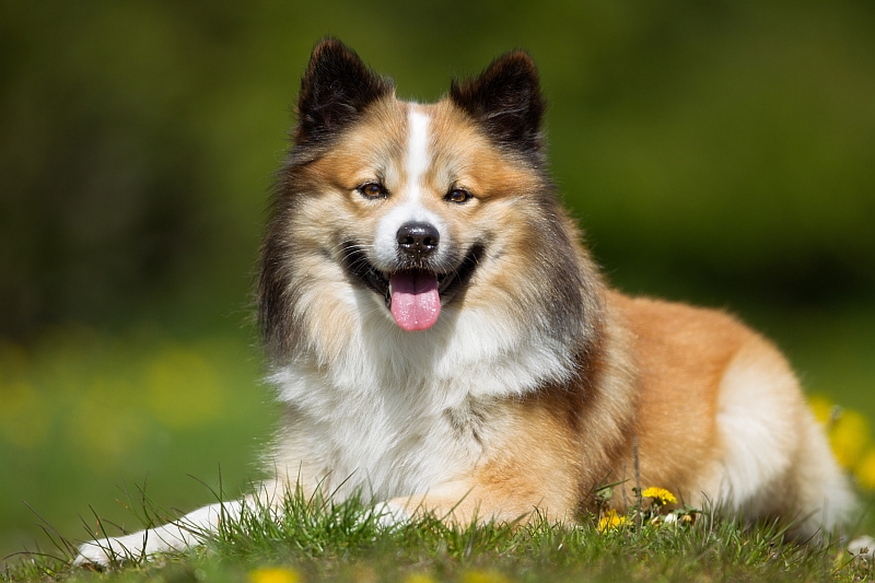 scandinavian-dog-breeds-pawversity