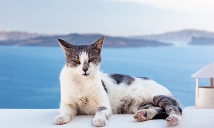 Least Popular Cat Breeds