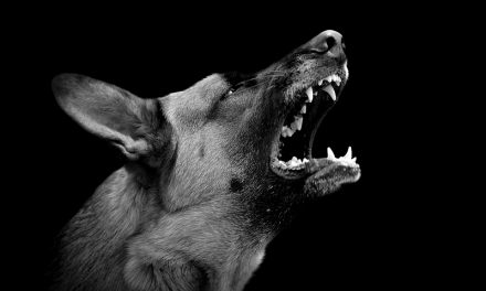 Aggression Triggers in Dogs