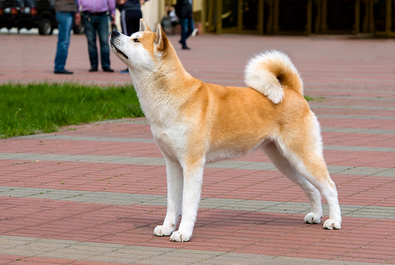 Japanese Dog Breeds Pawversity