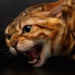 Aggression in Cats