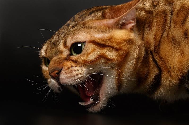 Aggression in Cats | Pawversity