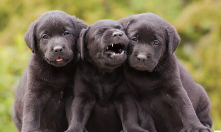 Puppy Teething
