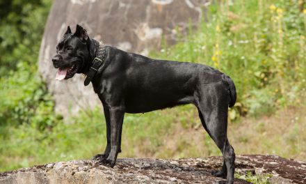 Italian Dog Breeds