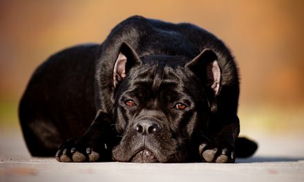 Molosser Dog Breeds
