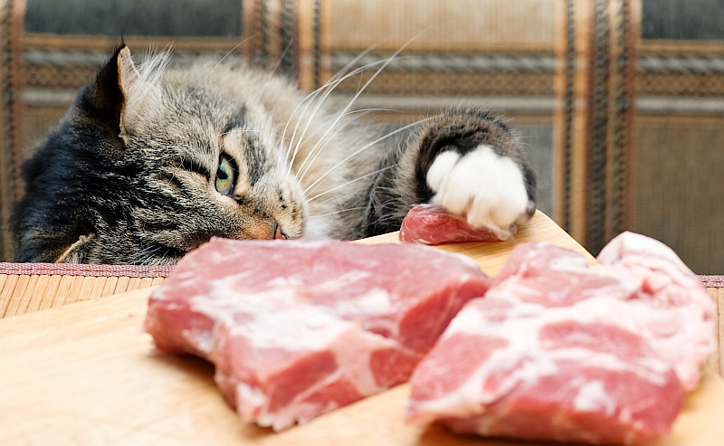 Homemade Cat Food & Treats