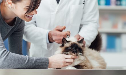 Cat Vaccination: Vaccination Schedule for Cats & Kittens