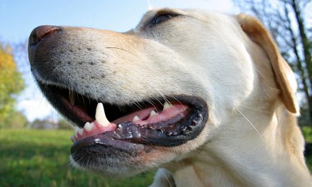 Canine Teeth: All About Dog Teeth