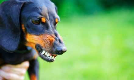 Signs of Aggression in Dogs