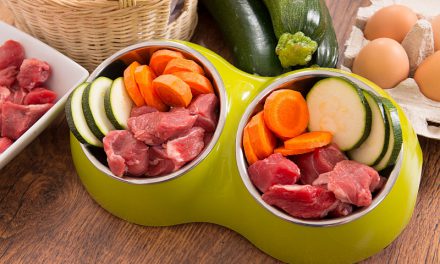 Grain Free Dog Food: Is It a Healthy Alternative to Traditional Dog Food?