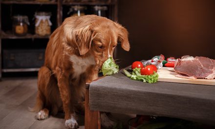 Homemade Dog Food & Treats