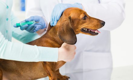 Dog Vaccination: Vaccination Schedule for Dogs & Puppies