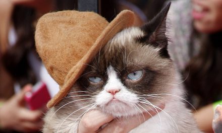 7 Most Famous Cats