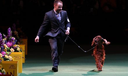 What Makes a Dog Show Quality?