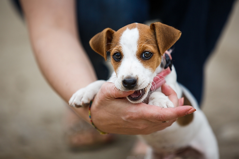 How to Teach a Dog Not to Bite