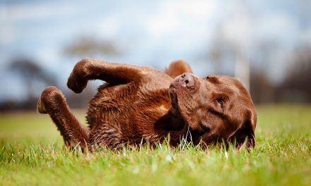 Why Do Dogs Roll in Grass?