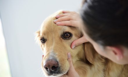Dog Tear Stains: Tear Removers & Home Remedies
