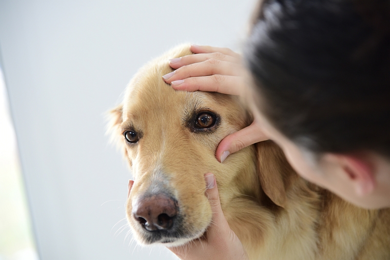 what causes tear stains in dogs