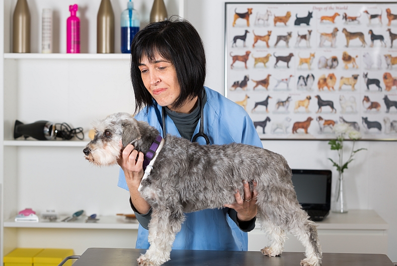 How to Choose a Veterinarian